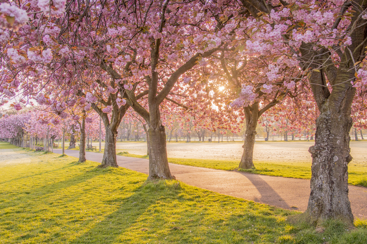 Quiet garden pathway representing solitude and reflection